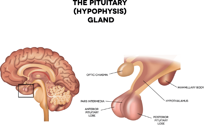 Glandular Enlargement