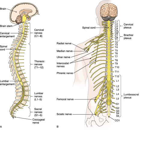 Nerves System