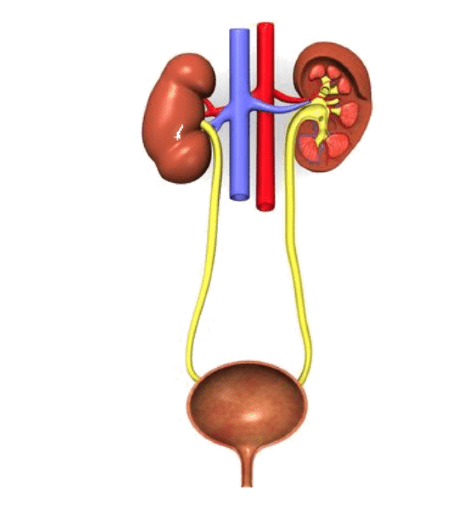 Urinary Tract Diseases